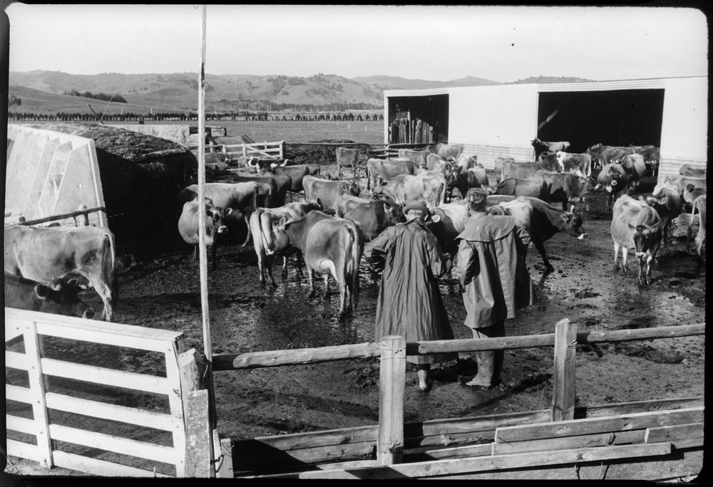 Jersey cows in a yard pen