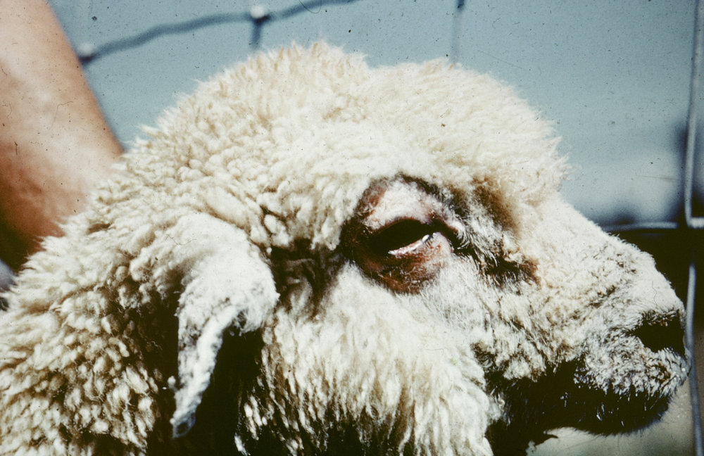 Typical symptoms of facial eczema (FE)