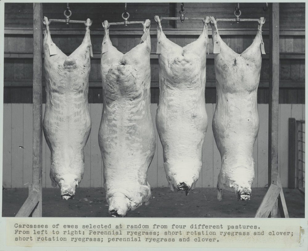 Ewe carcasses showing variation from ryegrass diets 