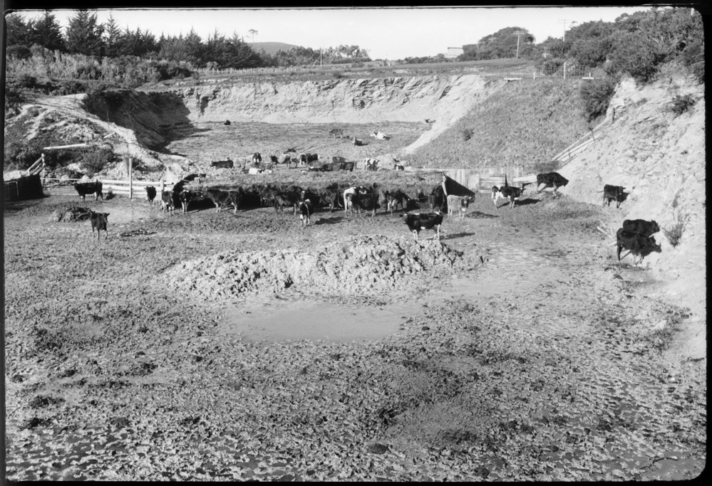 Mob of cattle in a muddy paddock