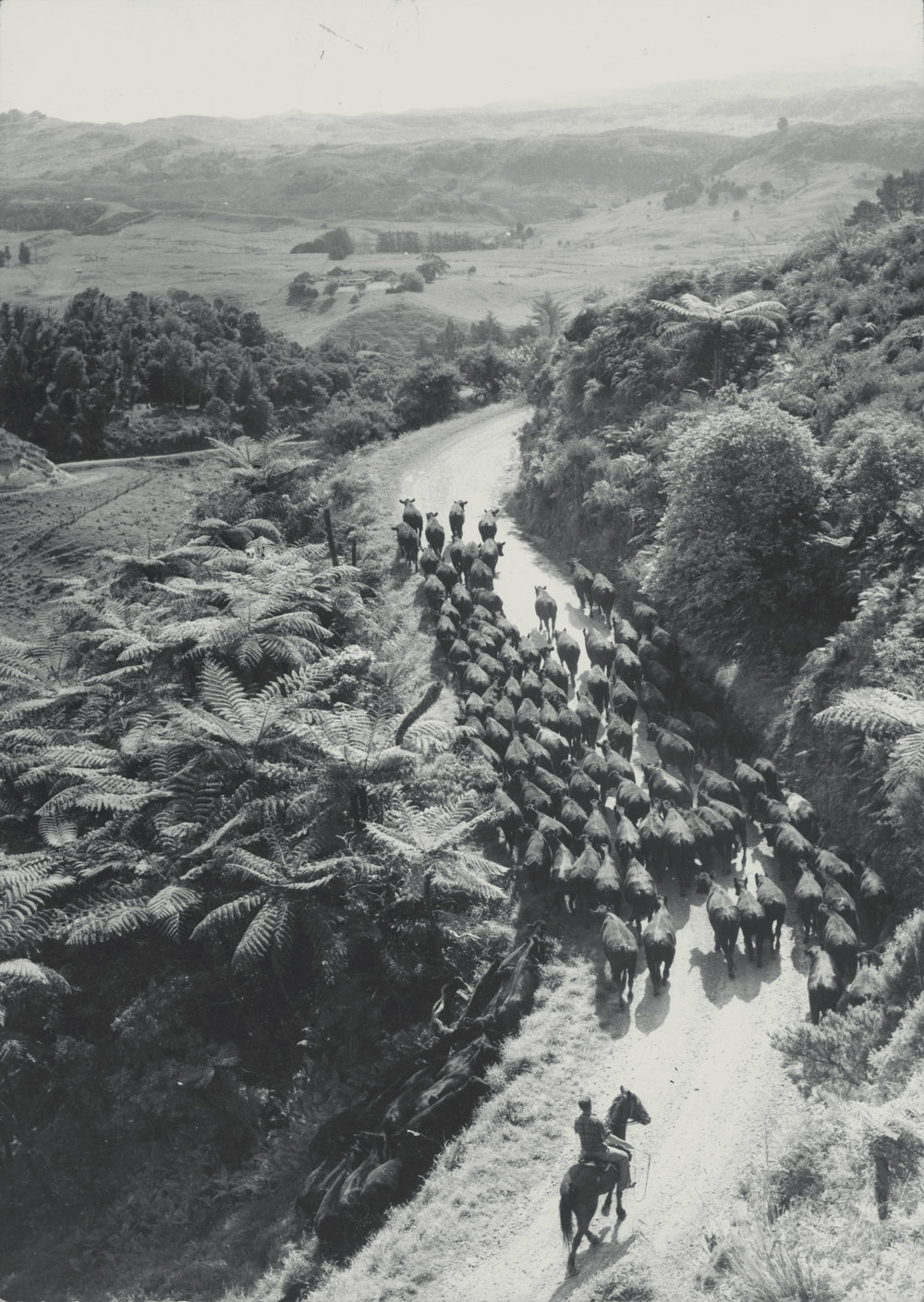 Cattle being driven up Bothwell's Hill