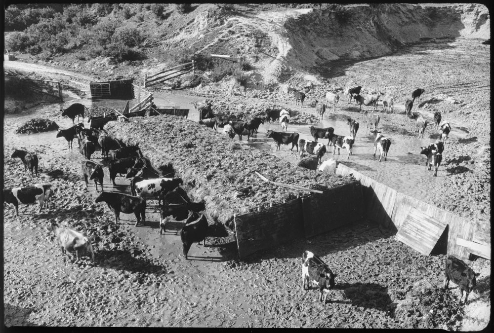 Mob of cattle in a muddy paddock: close-up