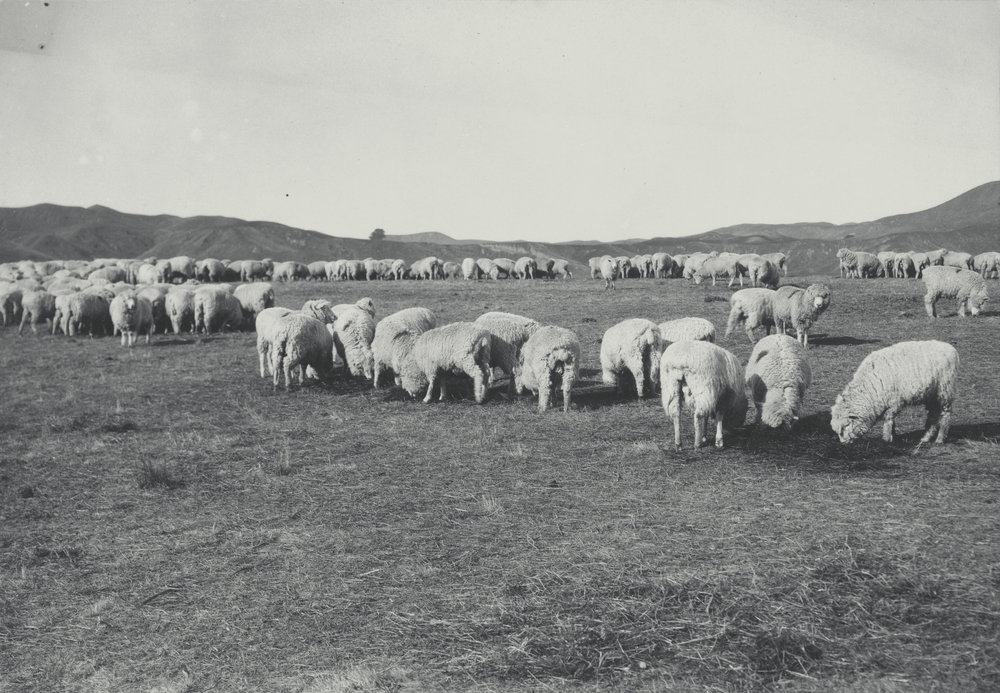 Taita Experimental Station. 9.