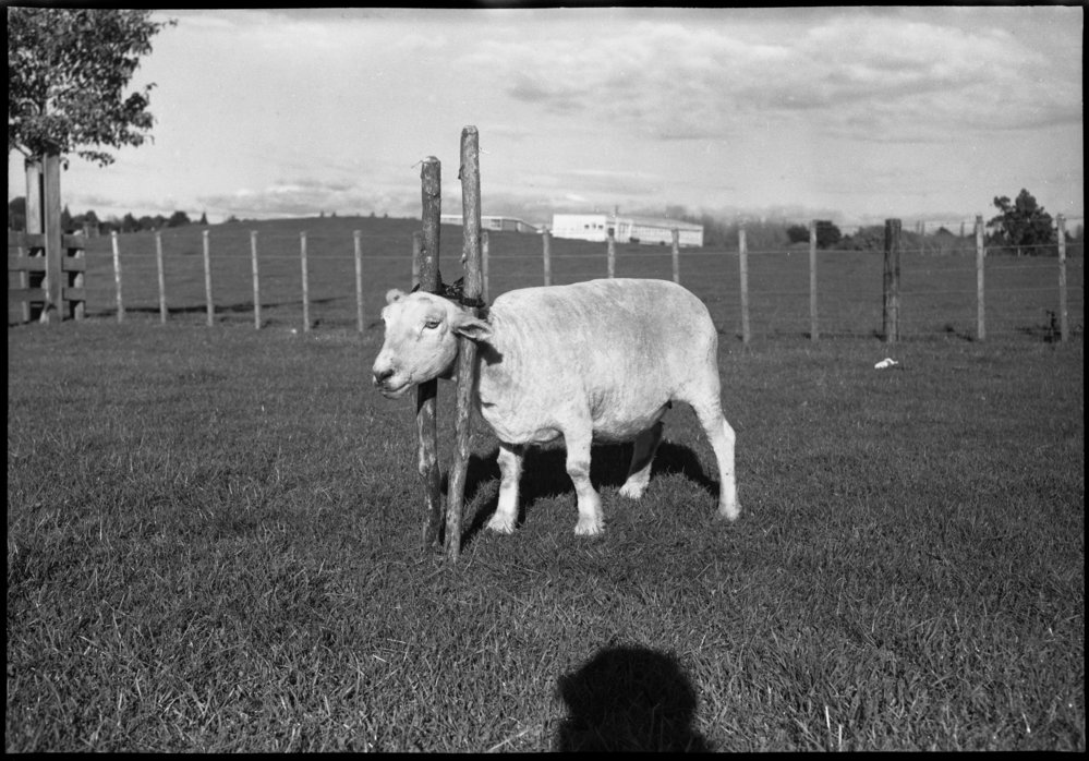Sheep in wooden twin-pole head vice: front and side view