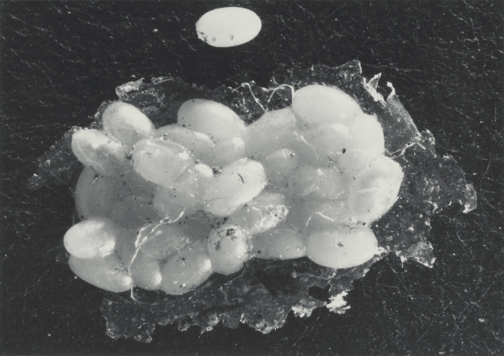 White Fringed Weevil eggs