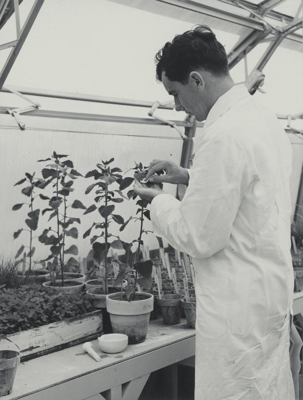 Plant innoculation with virus