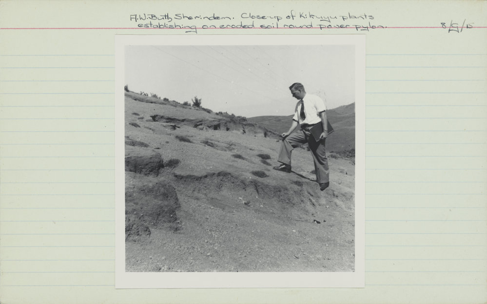 Kikuyu plants on a bare slope