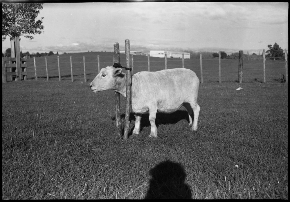 Sheep in wooden twin-pole head vice: side view