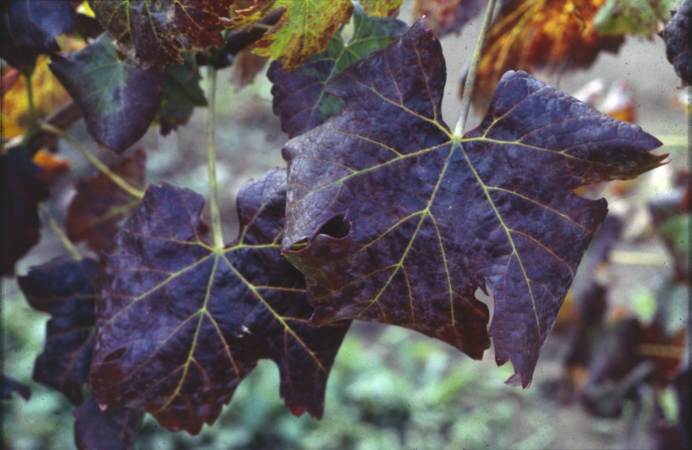 Vine leaves with leafroll virus