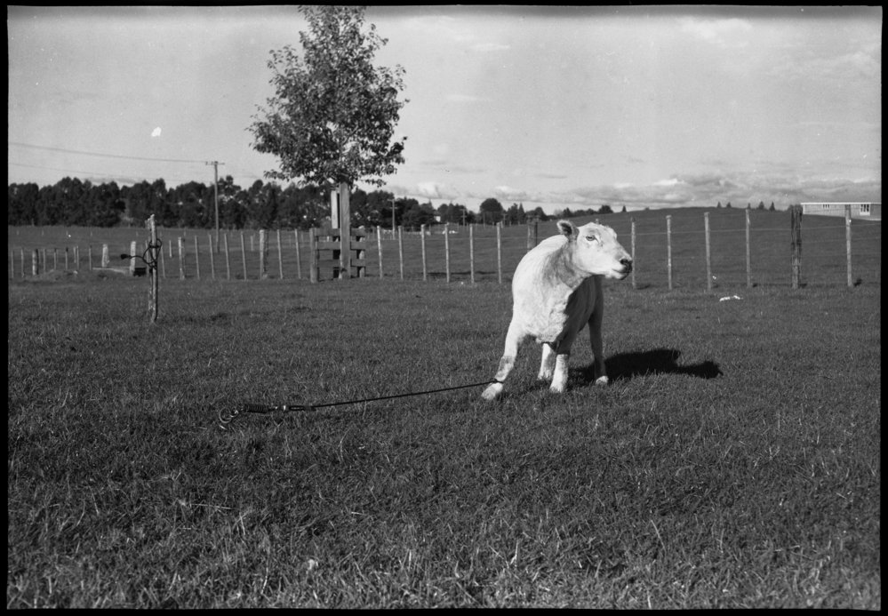 Sheep in single leg restraint