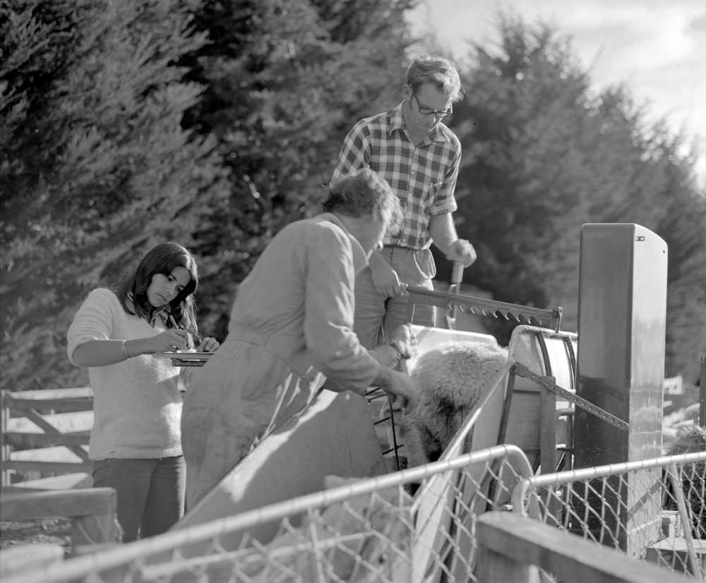 Sheep weighing. 3. Recording the data