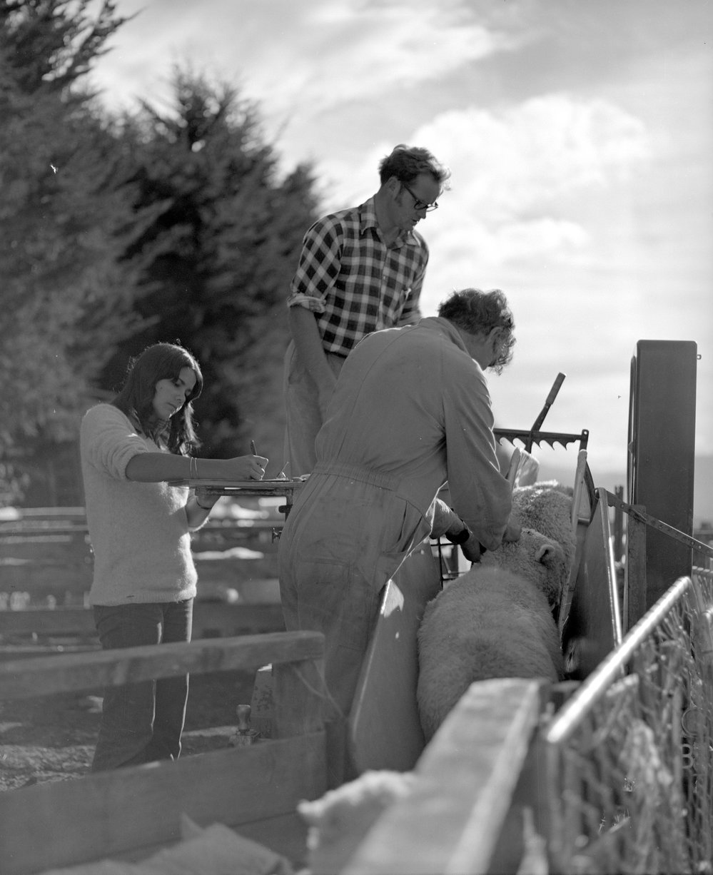 Sheep weighing. 1. Staff assisting sheep to the weighing machine