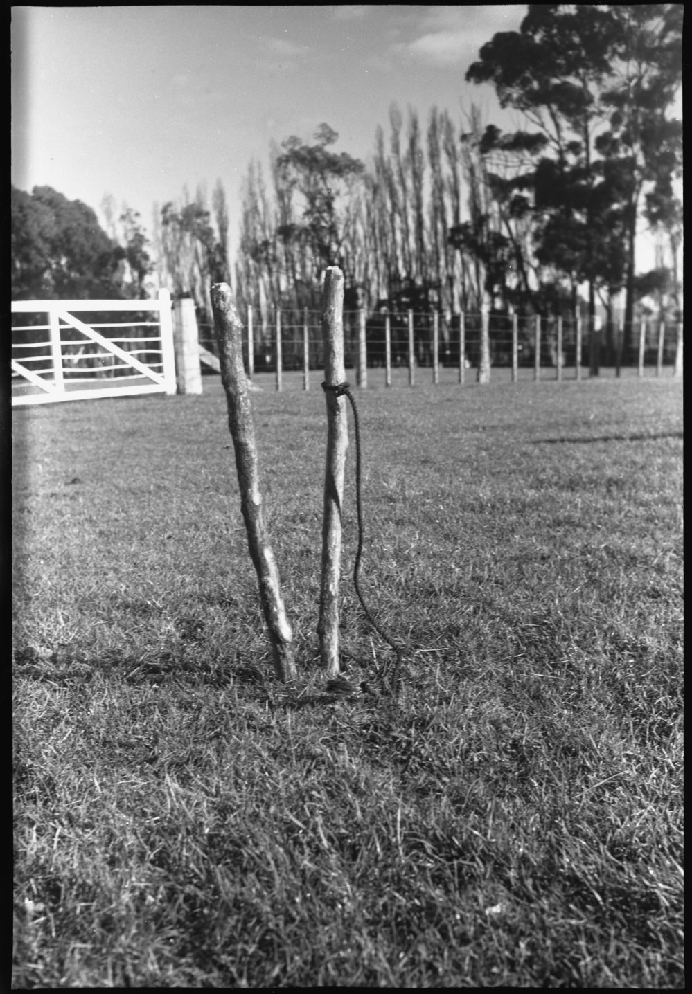 Wooden twin-pole head vice for sheep tethering