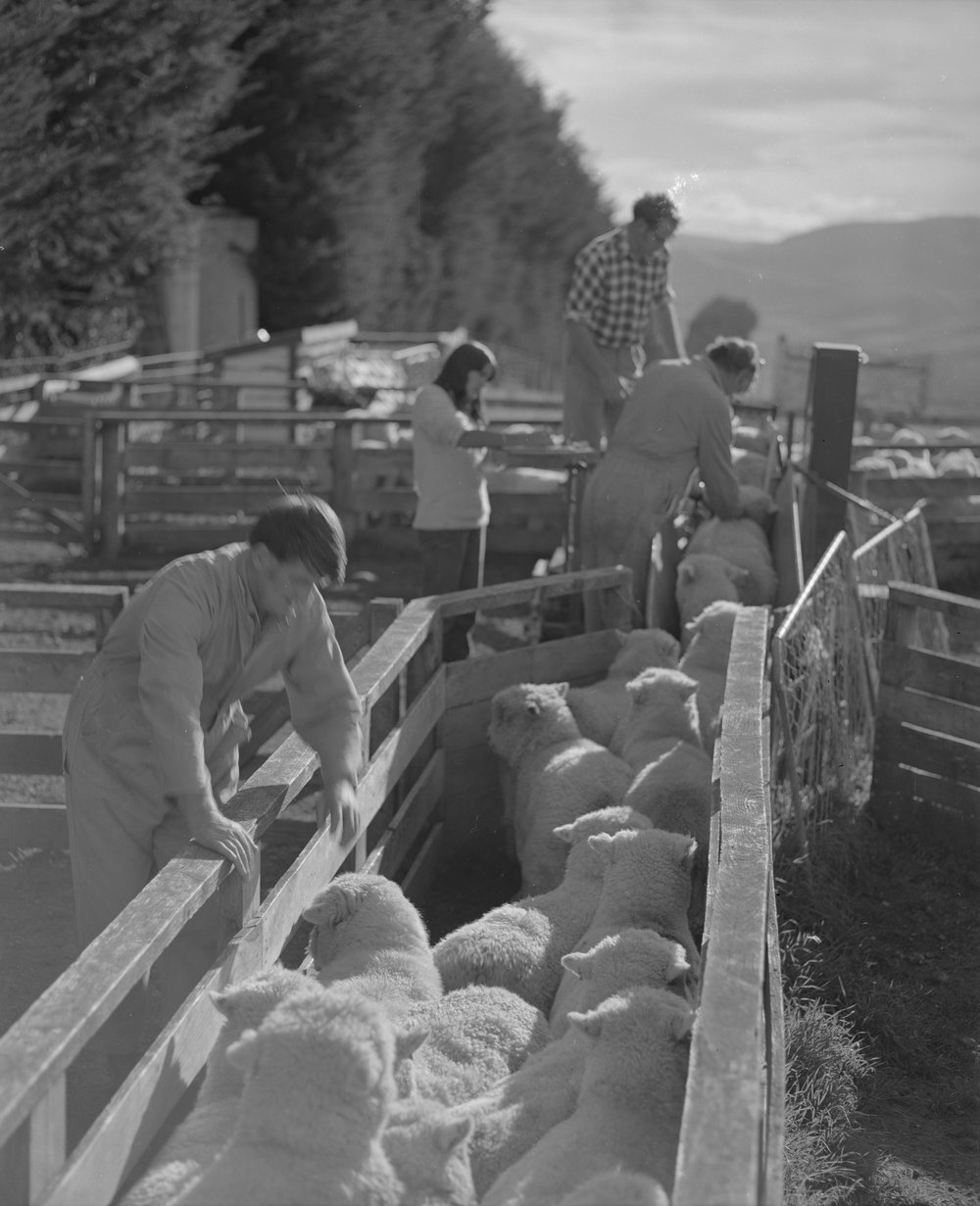 Sheep weighing. 2. Reading sheep weight as it steps on the scales