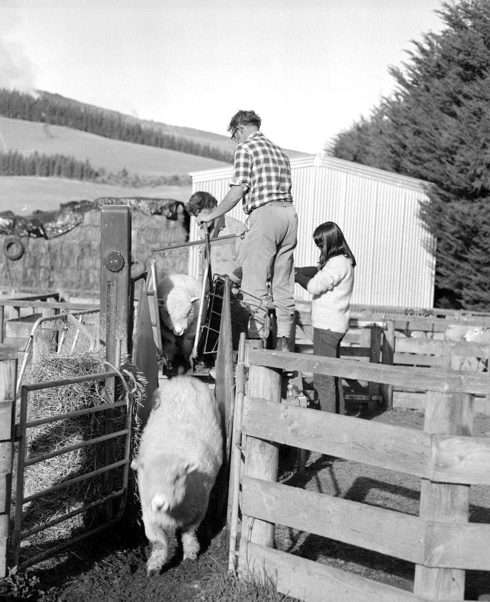 Sheep weighing. 4. Sheep exiting the weighing scales