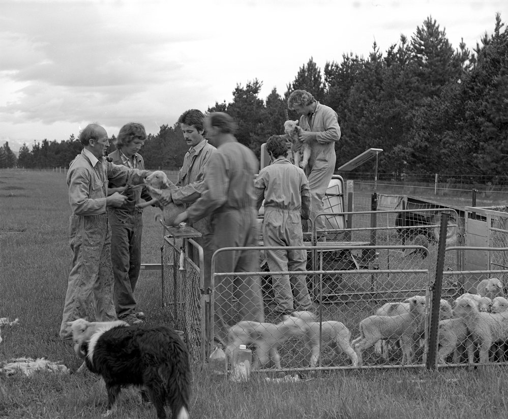 Lamb tailing at Tara Hills. 1. Tailing a lamb