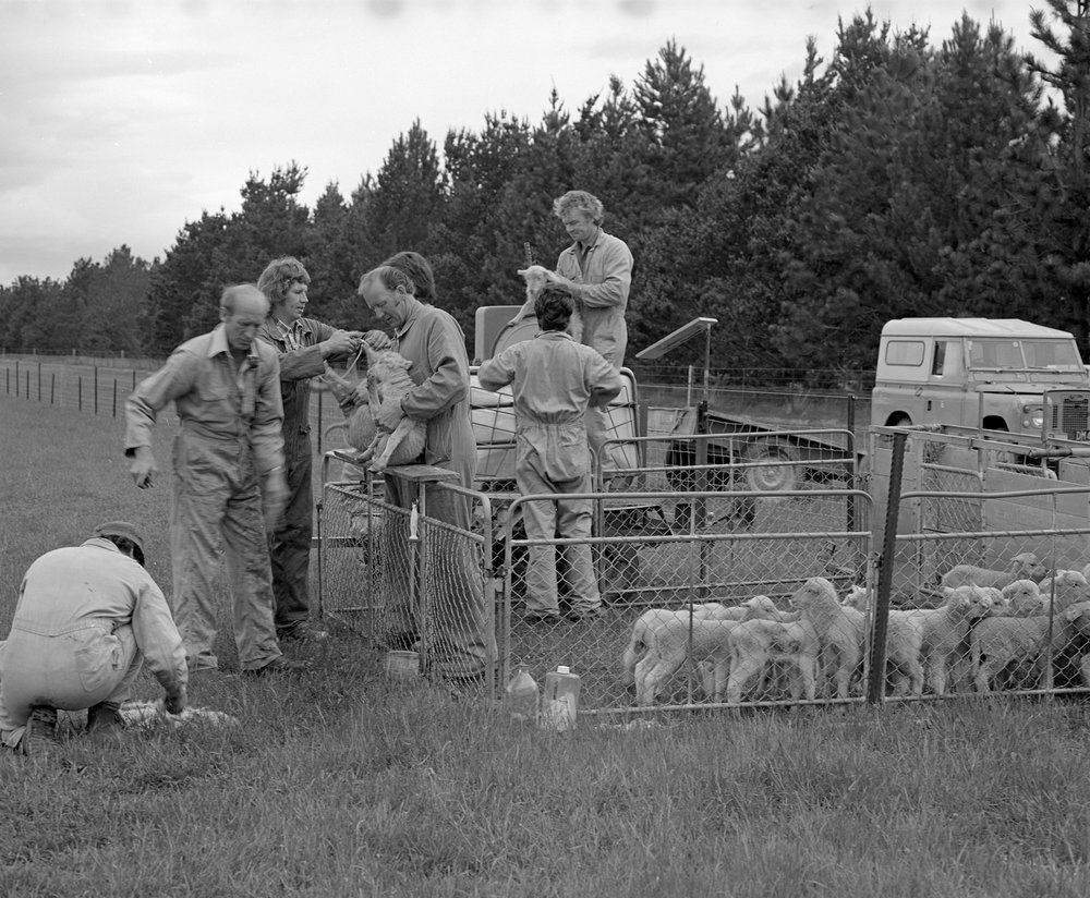 Lamb tailing at Tara Hills. 2. Tailing multiple lambs