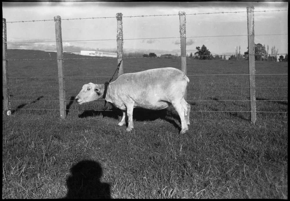 Sheep tethering using a neck collar