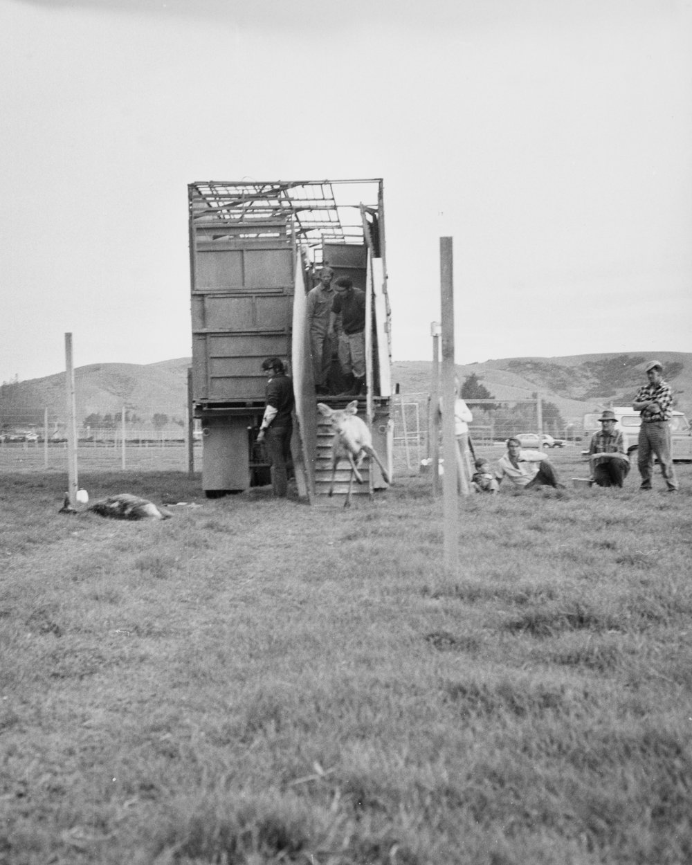 First deer to arrive at Invermay