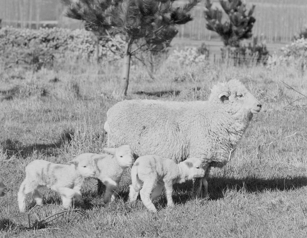 Sheep with triplets