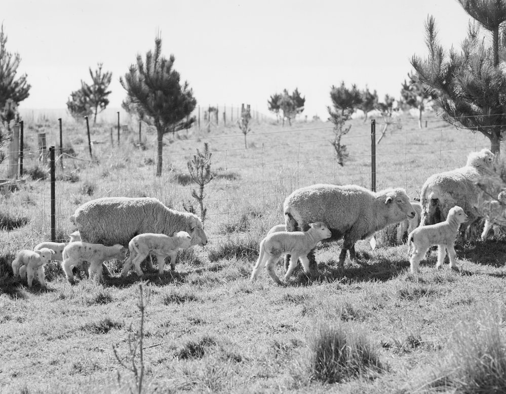 Multiple lamb births