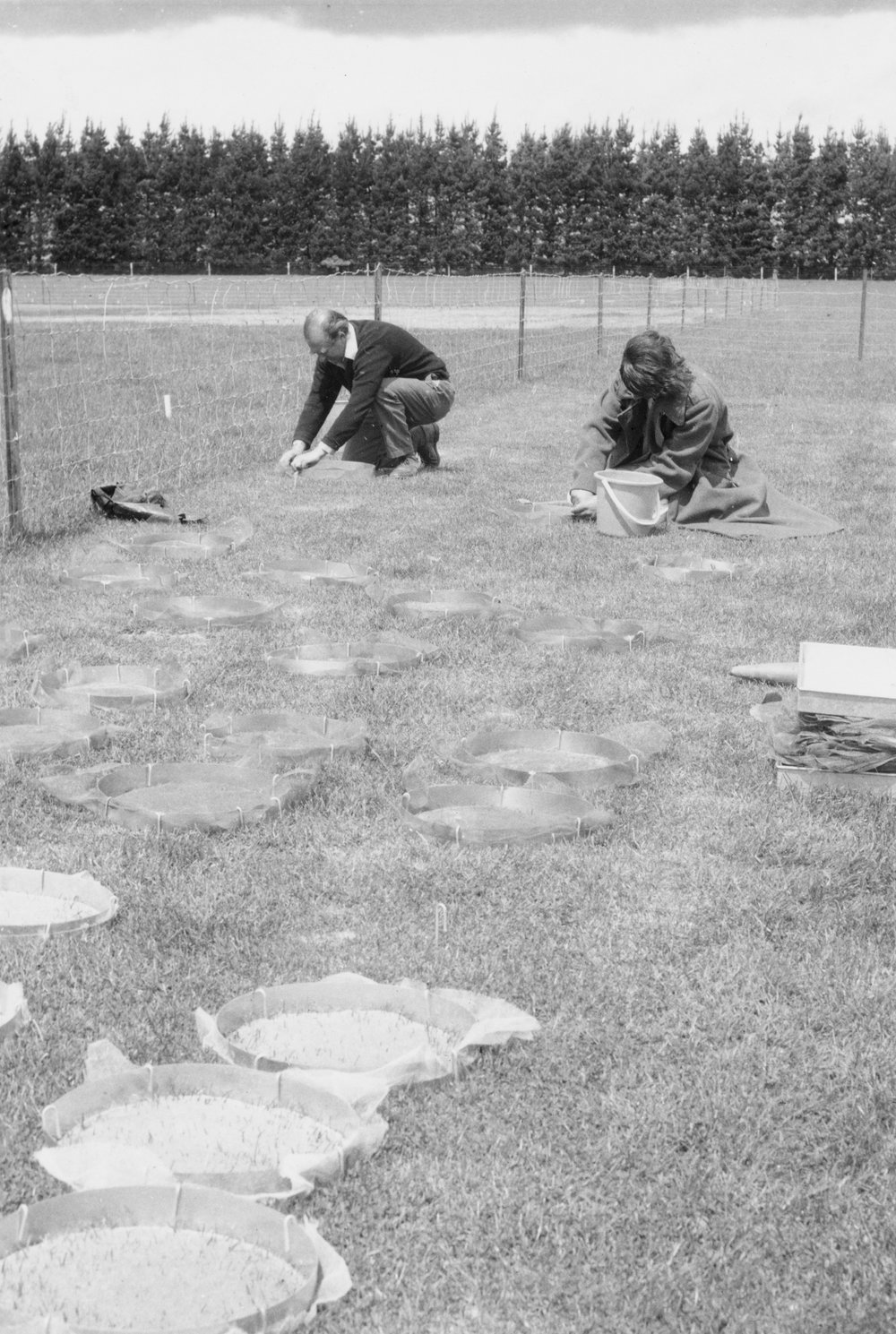 In-field seed experiment