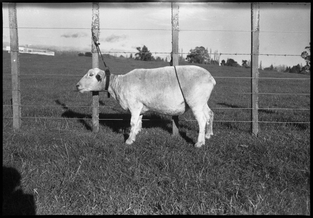 Sheep tethering using a neck collar and rump strap