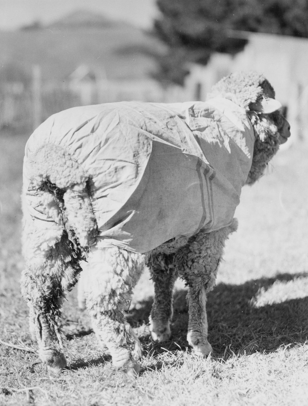 Sheep wearing a covering