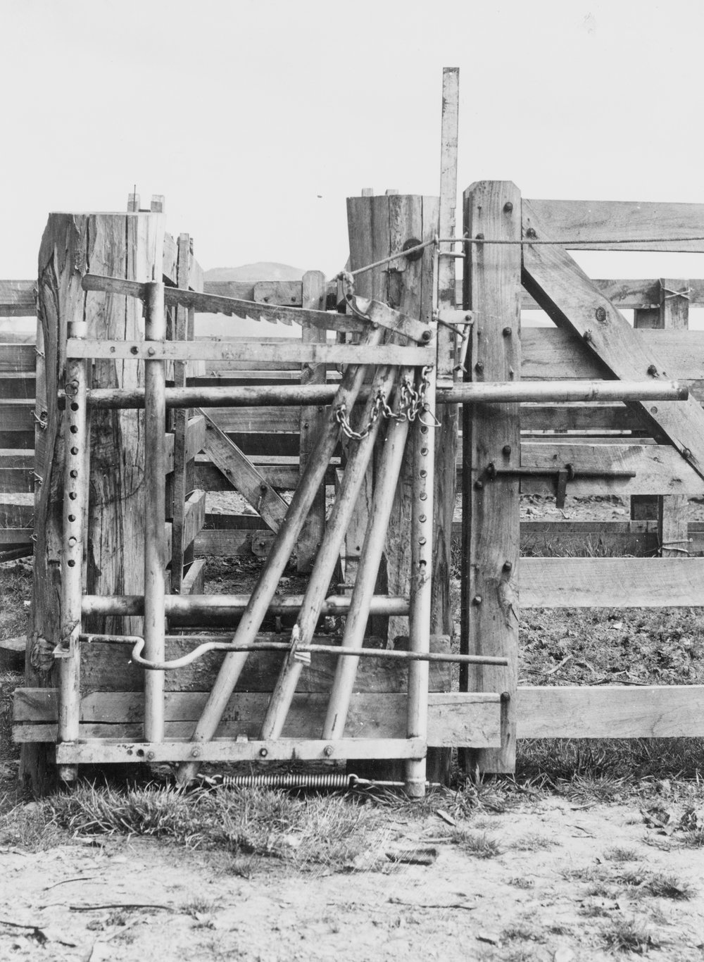 Animal chute head-gate