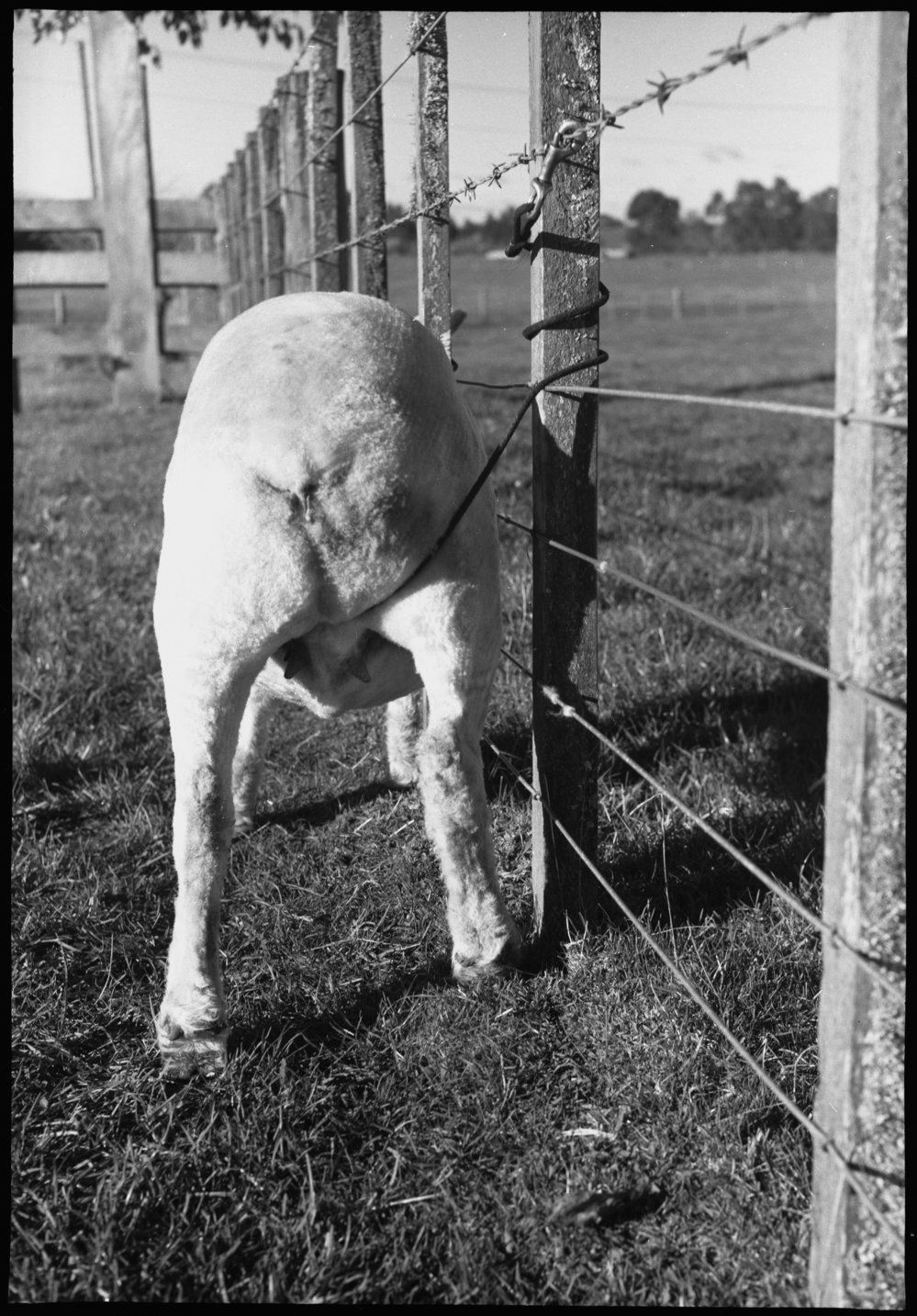 Sheep tethering using a single paunch strap: rear view