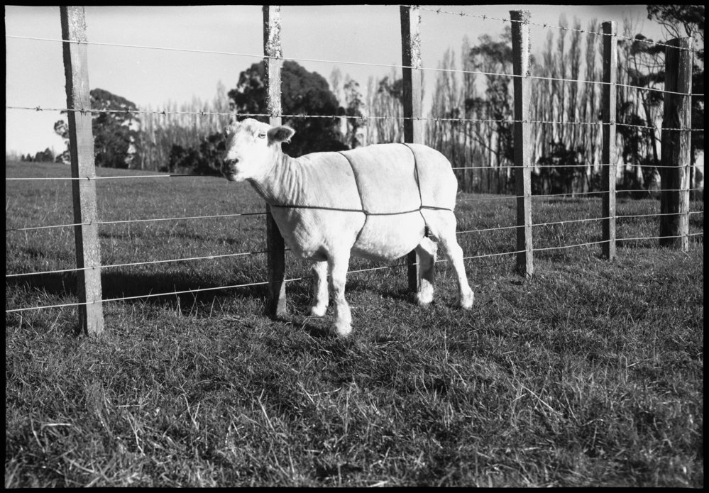 Sheep tethering using full body straps: front and side view