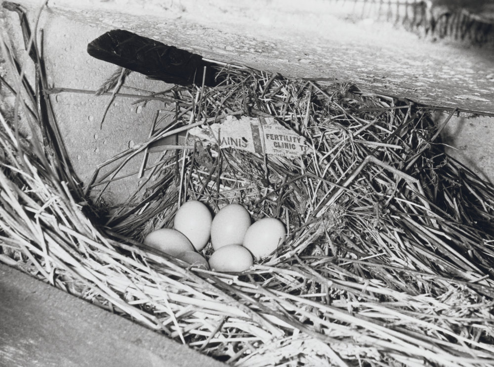 Starlings. 2. Clutch of starling eggs