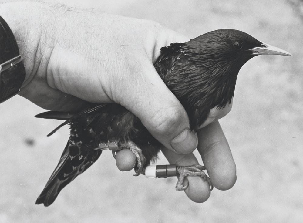 Starlings. 3. Starling held in hand