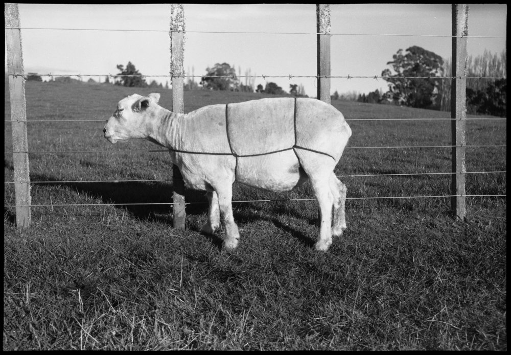 Sheep tethering using full body straps: side view