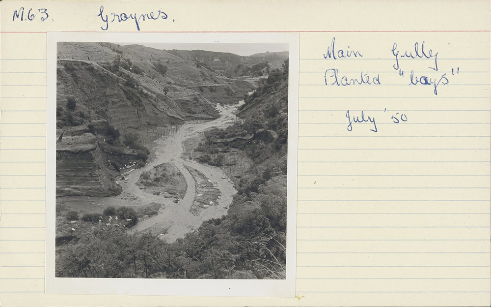 Groynes. 10. Gully with planted bays