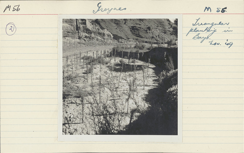 Groynes. 8. Triangular planting in bays