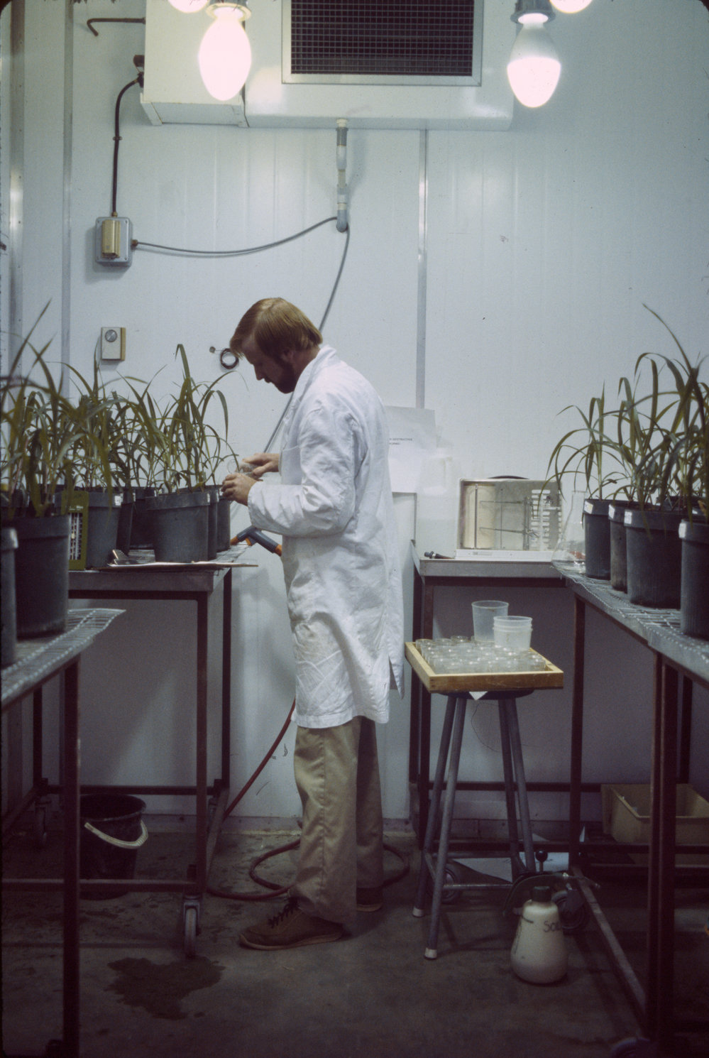 Maize plants from earthworm experiment