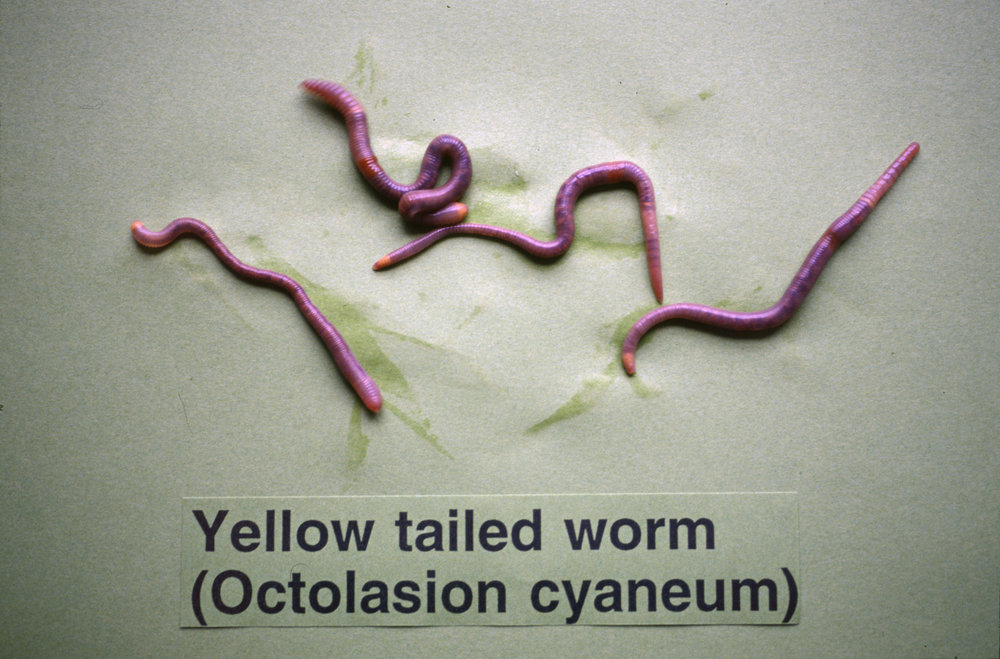 Earthworms. 1. Yellow tailed worm