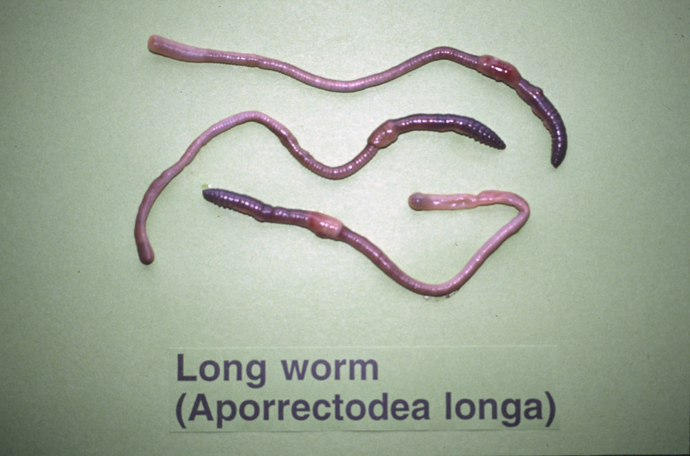 Earthworms. 2. Blackhead worm