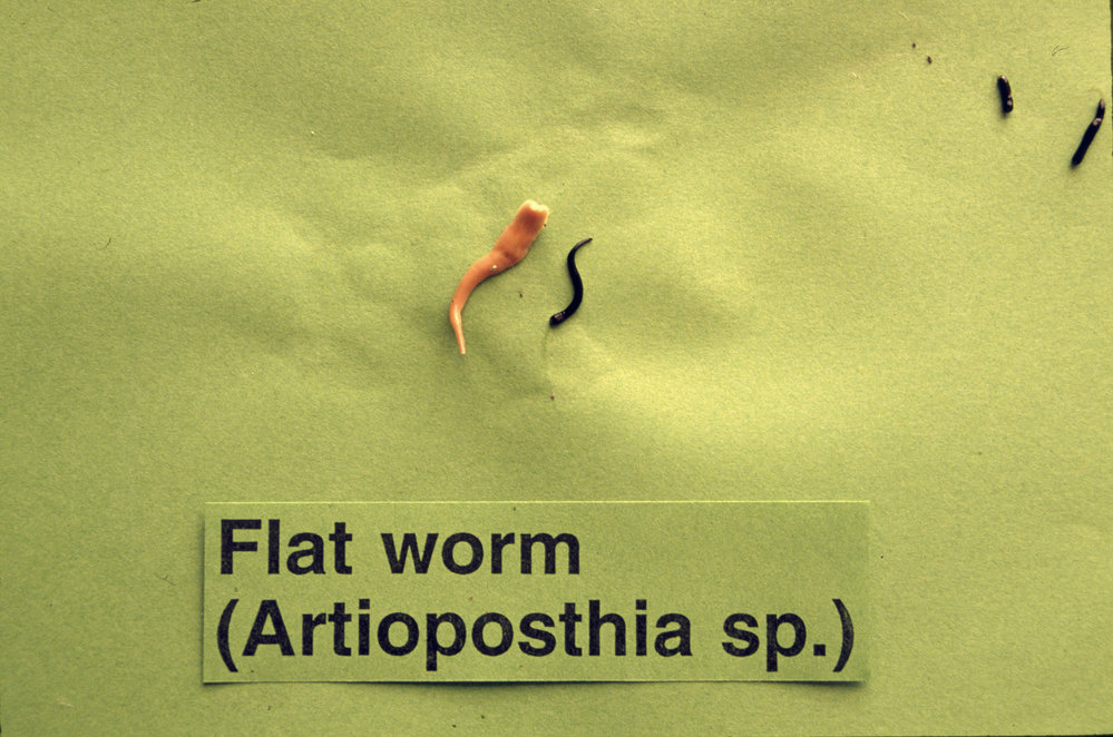 Earthworms. 3. Flat worm