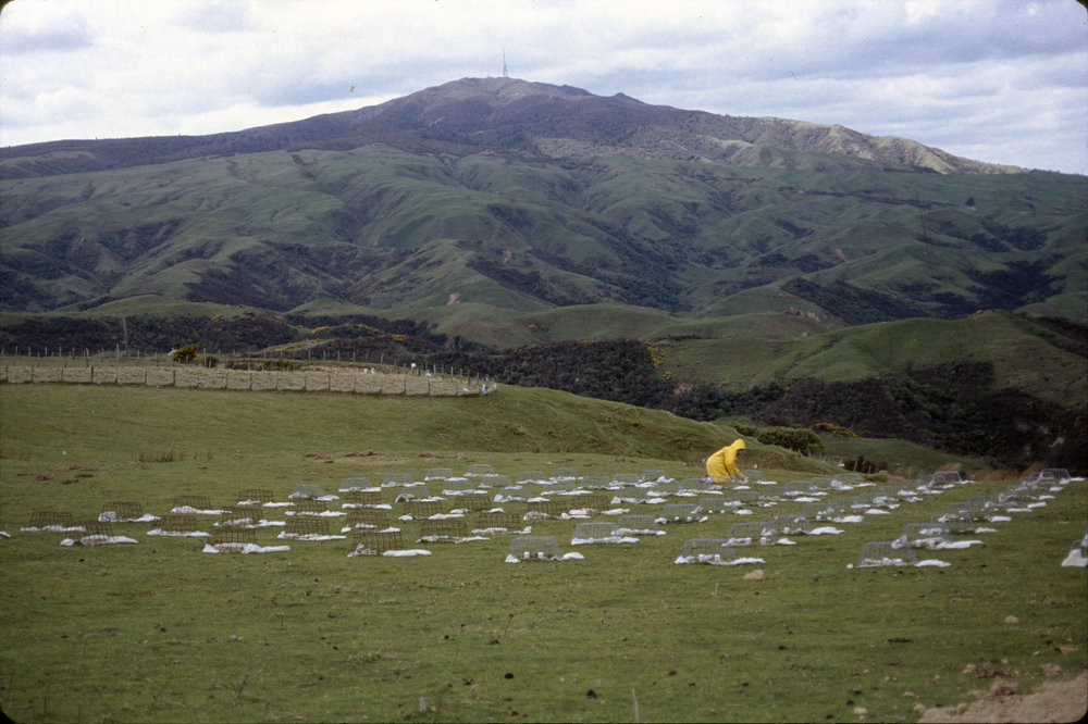 Earthworm root experiment. 2. View of the field
