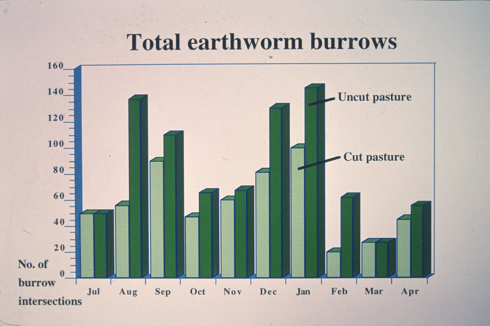 Total earthworm burrows