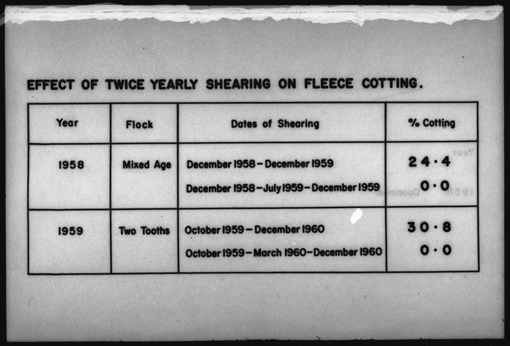 Effect of twice-yearly shearing on fleece cotting