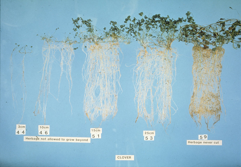 Root measurements: 1. Differences in root growth