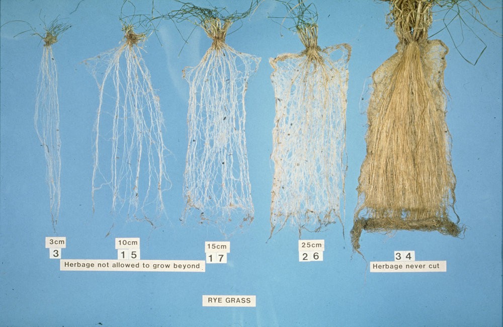 Root measurements: 2. Displayed differences
