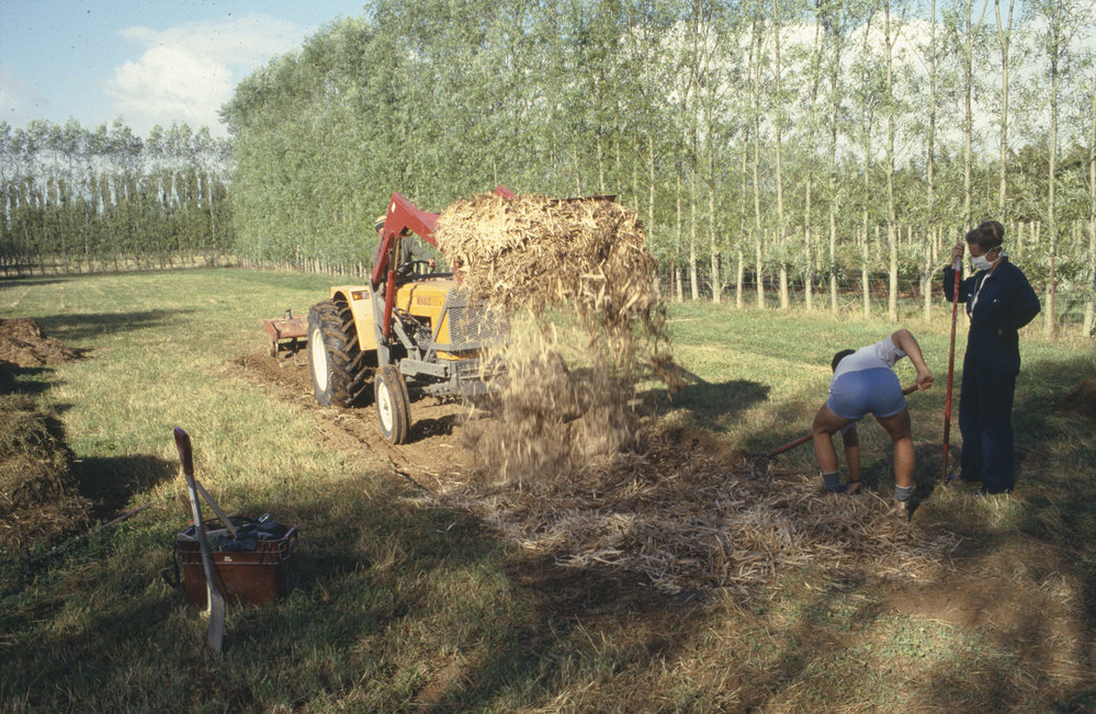 Applying compost. 2. Spreading compost with pitchforks