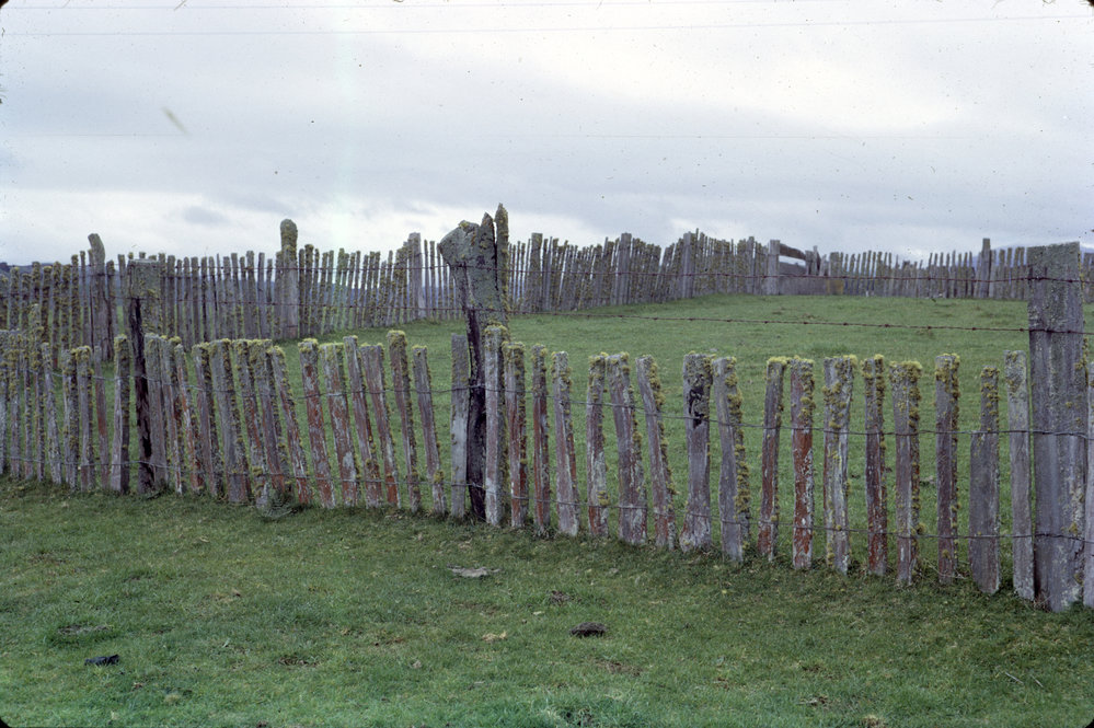 Wood batten fences