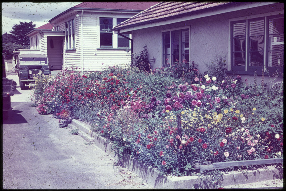 Flower bed in bloom, Campbell Block, Ruakura