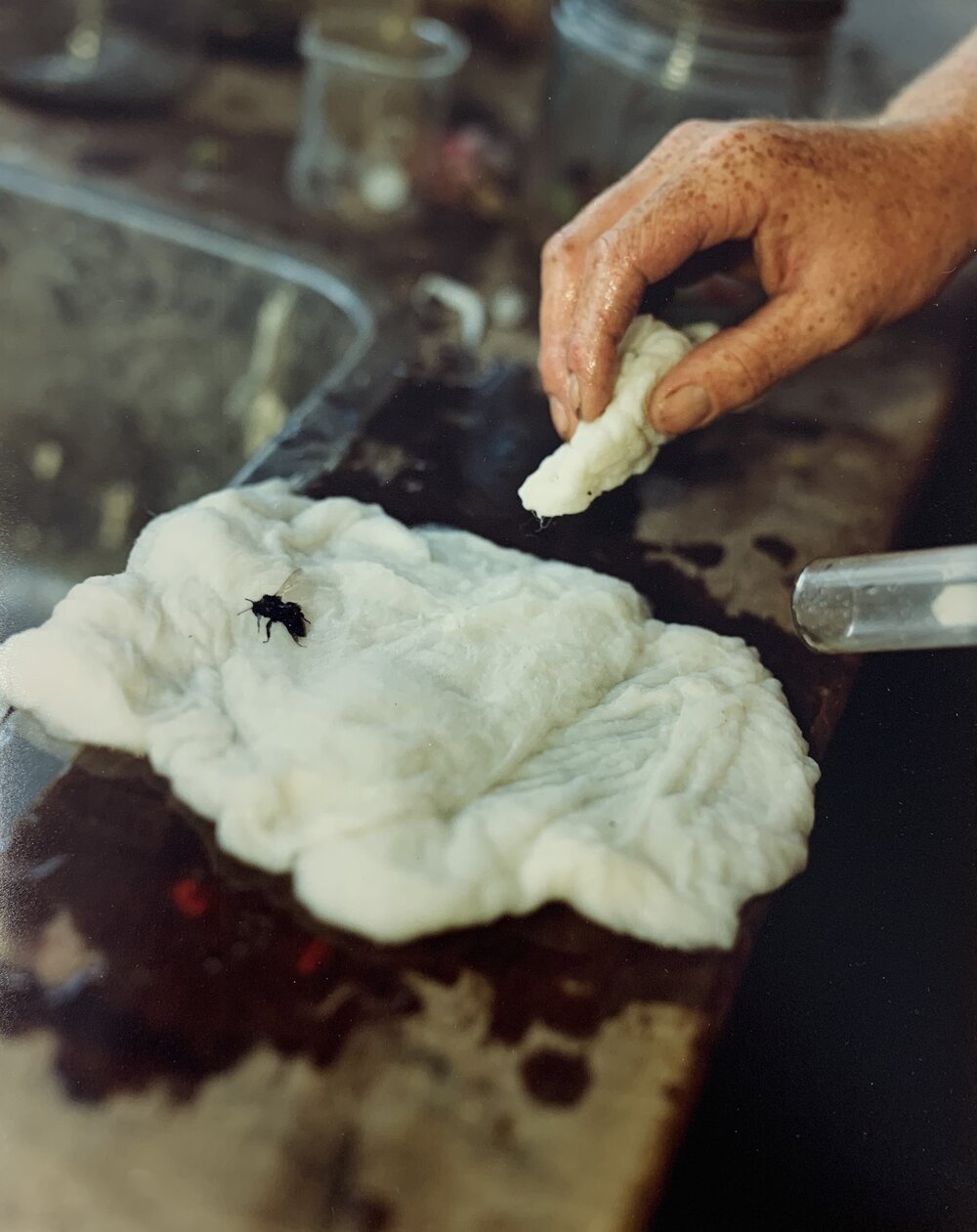 Bees and pollination - 1 of 2