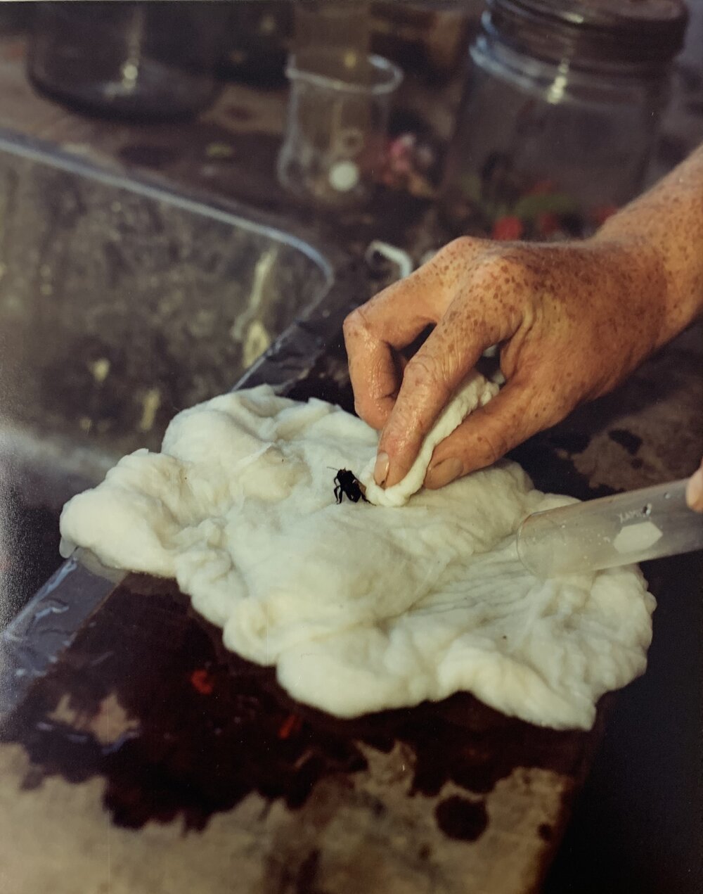 Bees and pollination - 2 of 2